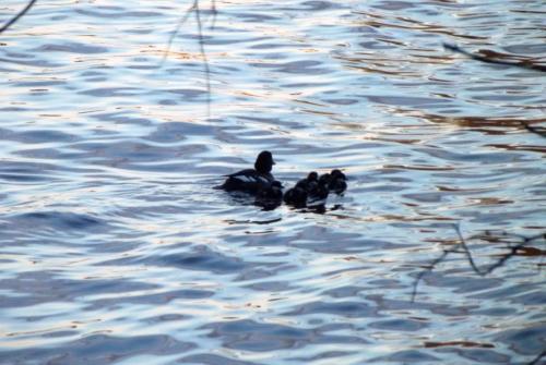 Финляндия (104).JPG