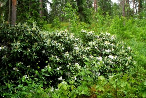 Финляндия (159).JPG