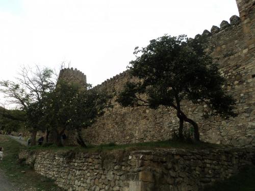 Алыча у храма.JPG