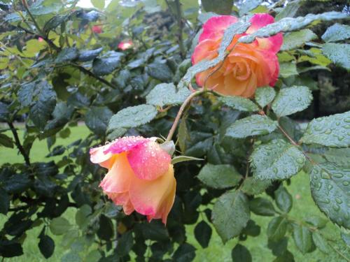 В розарии.JPG