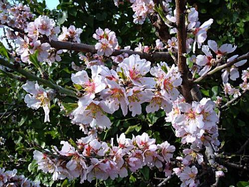 Mandorlo%20in%20fiore.jpg