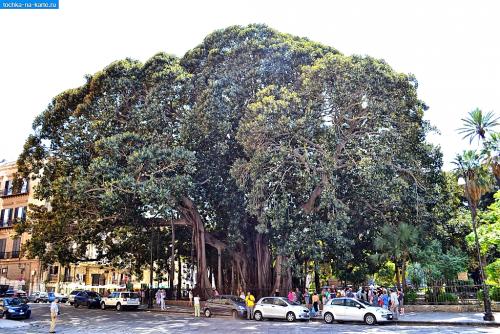 948-Ogromnyj-fikus-v-sadu-Garibaldi-Palermo.jpg
