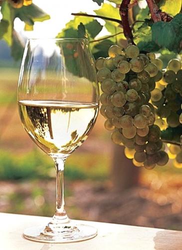 81771b21_chardonnay_and_sunshine1.jpg