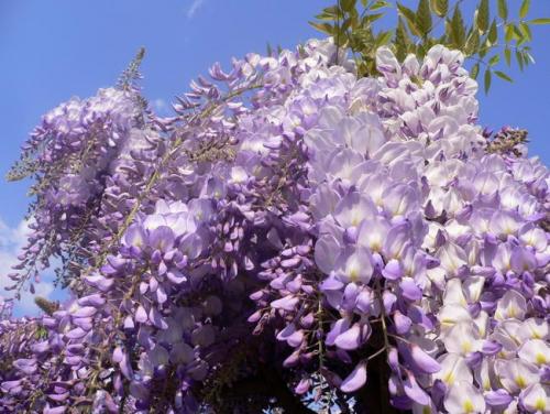 wisteria_frutescens_02.jpg
