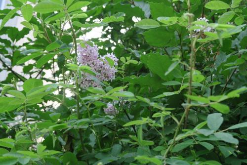 2017-07-08 17-58-15.JPG