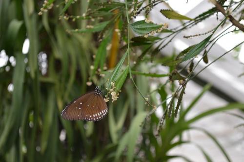 DSC_0236.JPG