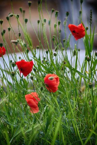 IMG_0084 копия.jpg