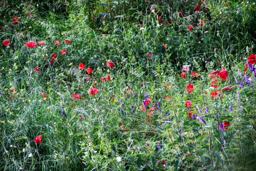 IMG_0066 копия.jpg