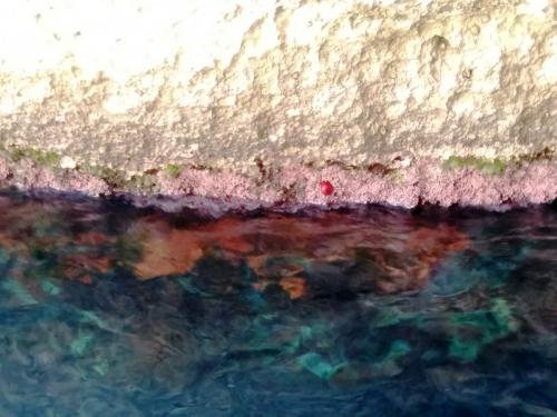 Коралловый грот.jpg