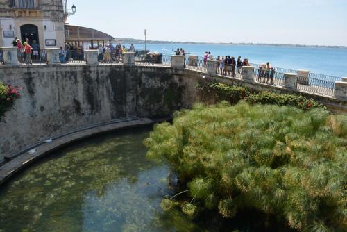 источник нимфы Аретузы, растет папирус.JPG