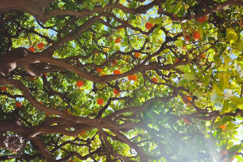 IMG_0001-1 (1269).JPG