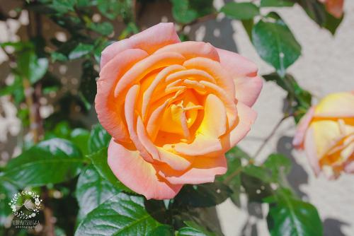 IMG_0001-1 (956).JPG