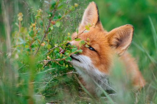 Лис фото Ивана Кислова из Магадана.jpg