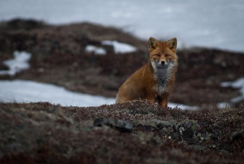 Улыбка Лиса.jpg