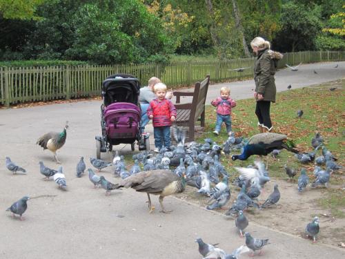 Семейная иддилия в Холланд парке.JPG