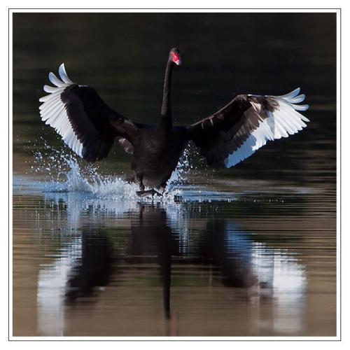 Черный лебедь.jpg