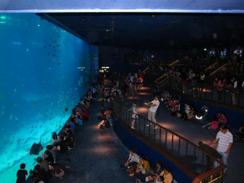 Сингапур океанариум на Сентозе.JPG