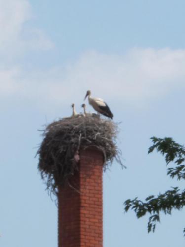 Гнездо аистов Сремски Карловци.JPG