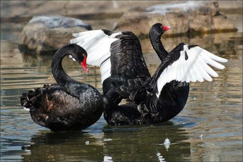 Черные-лебеди.jpg
