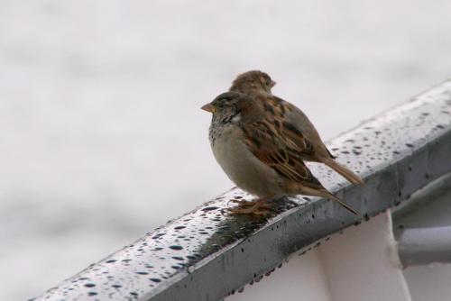 17.09.3270а. Безбилетные пассажиры..jpg