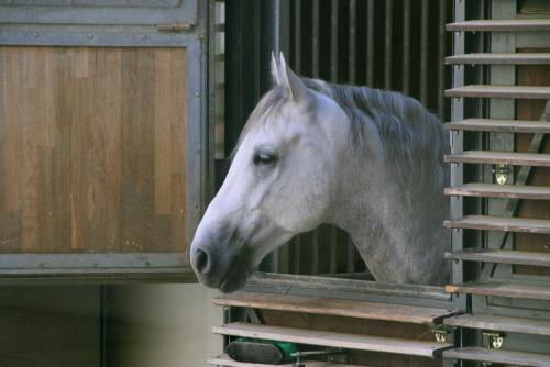 17.09.0568а. Императорская школа верховой езды..jpg