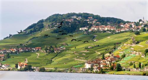 17.09.4786а. Бакланы отправились на рыбалку..jpg