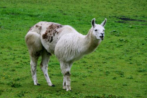 17.09.1937а. Альпийская лама..jpg