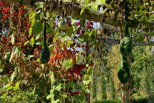 17.09.8774а. Осенняя пергола..jpg