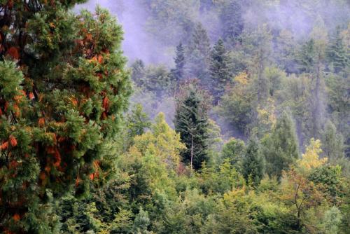 17.09.3537а. Осень в Интерлакене..jpg