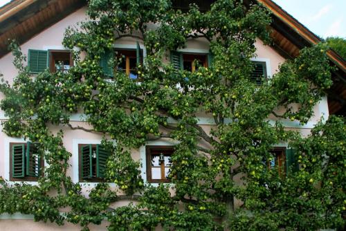 17.09.1404а. Трехэтажное грушевое дерево в Хальштадтте..jpg