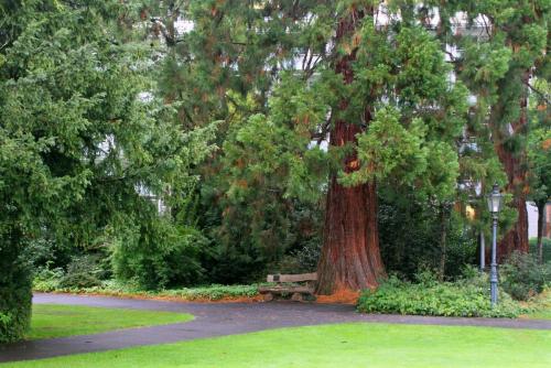 17.09.3469а. Первая встреча с секвойей..jpg